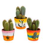 Cereus mix (Cactaceae) – Ø11 cm, 23 cm hoog
