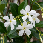 Trachelospermum jasminoides (jasmin de Toscane) – blanc – 6 plantes, Ø9 cm, 35 cm de haut