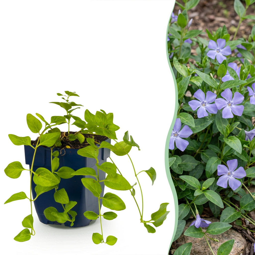 Vinca major (bigorewlier) – bleu – 12 plants, Ø11 cm, 15–25 cm de haut