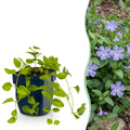 Vinca major (bigorewlier) – bleu – 12 plants, Ø11 cm, 15–25 cm de haut