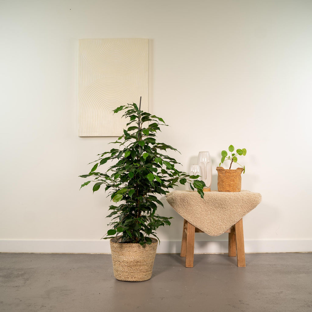 Ficus benjamina Danielle (treurvijg) met mand selin – Ø21 cm, 95 cm hoog