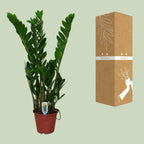 Zamioculcas zamiifolia (Glücksfeder) – Ø 14 cm, 50 cm hoch