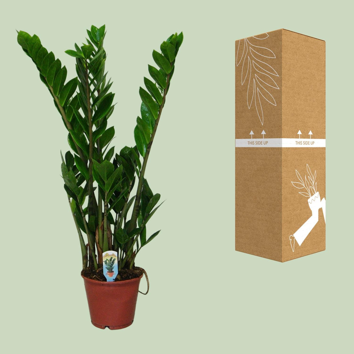 Zamioculcas zamiifolia (zz-plant) – Ø14 cm, 50 cm hoog