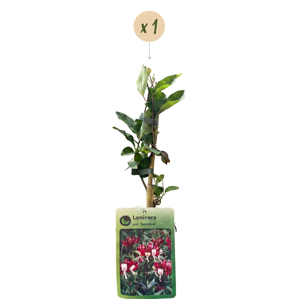 Lonicera periclymenum 'Serotina' (kaprifolie) – lilla-gul – Ø9 cm, 35 cm høj – billede 2