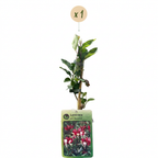 Lonicera periclymenum 'Serotina' (kaprifolie) – lilla-gul – Ø9 cm, 35 cm høj