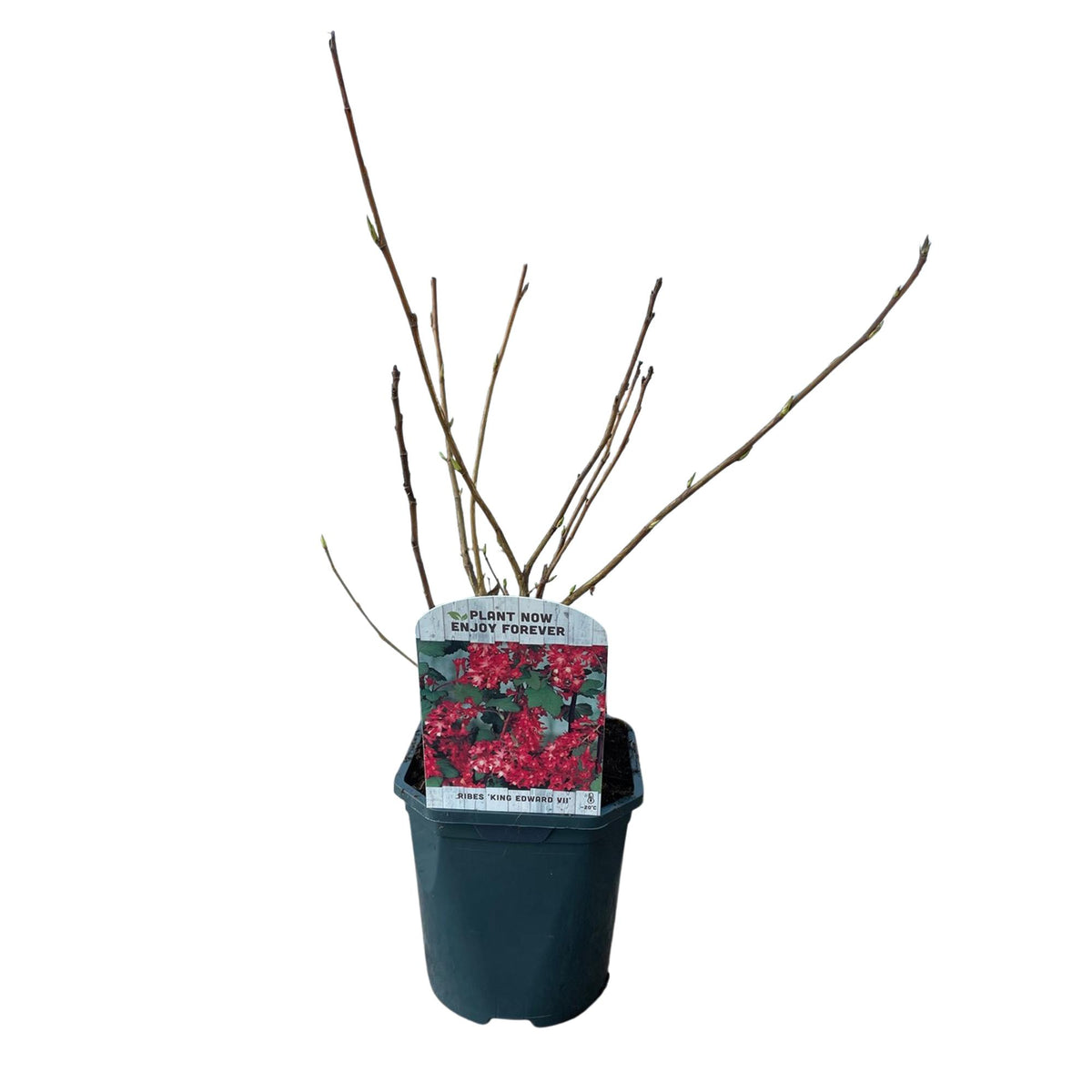 Ribes sanguineum 'Kind Edward' (bessenstruik) – rood – Ø17 cm, 45 cm hoog