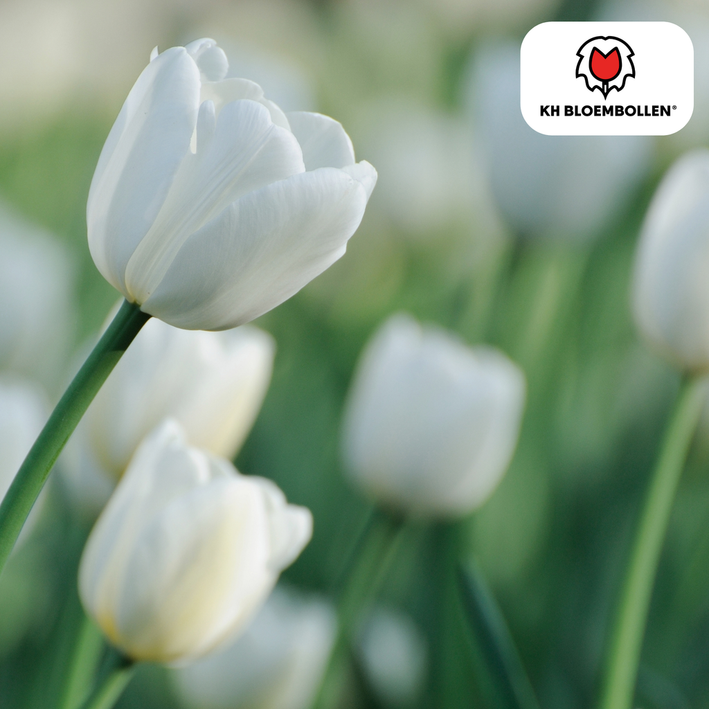 Tulp 'Catherina' – 20 bloembollen (bolmaat 11/12)