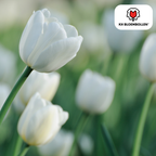 Tulp 'Catherina' – 20 bloembollen (bolmaat 11/12)