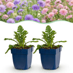 Scabieuse « Duo » (scabieuse) – violet-rose – 24 plants, Ø 11 cm, 15 à 25 cm de haut