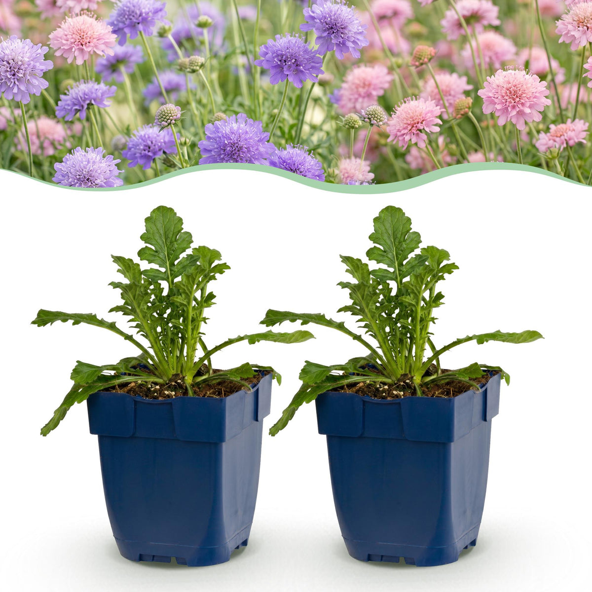 Scabieuse « Duo » (scabieuse) – violet-rose – 24 plants, Ø 11 cm, 15 à 25 cm de haut