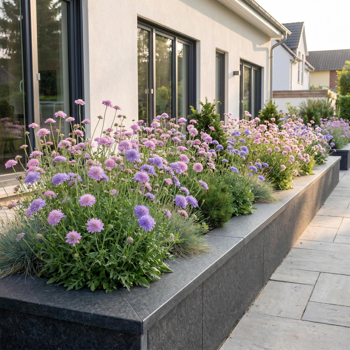 Scabieuse « Duo » (scabieuse) – violet-rose – 24 plants, Ø 11 cm, 15 à 25 cm de haut – photo 6