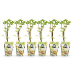 Ribes rubrum 'Hollander' (arbuste à baies) – 6 plants, Ø9 cm, 35 cm de haut