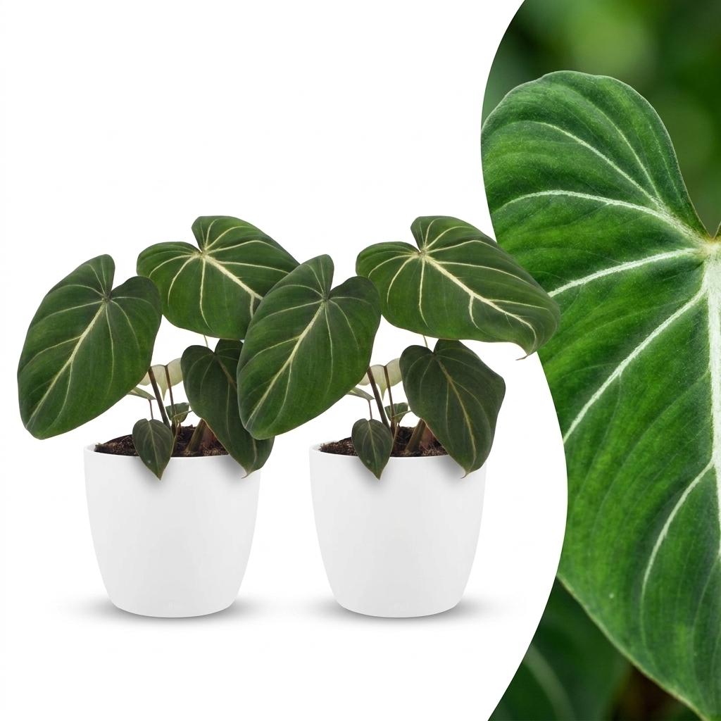 2× Philodendron gloriosum in Potter-sierpot wit – Ø12 cm, 25 cm hoog