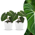 2× Philodendron gloriosum in Potter-sierpot wit – Ø12 cm, 25 cm hoog