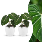 2× Philodendron gloriosum in Potter-sierpot wit – Ø12 cm, 25 cm hoog