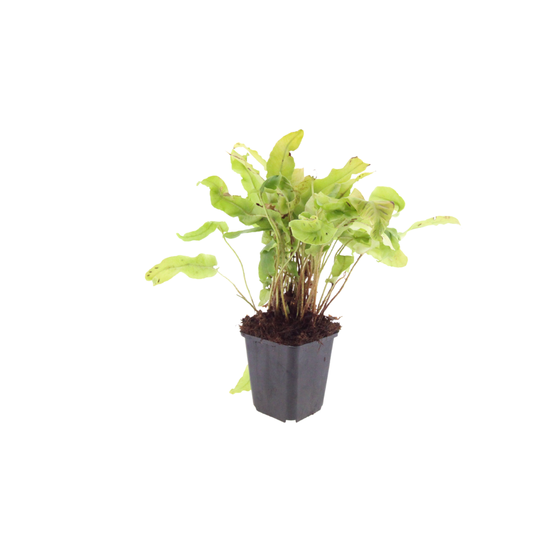 Asplenium scolopendrium (streepvaren) – 60 planten, Ø9 cm, 10–25 cm hoog