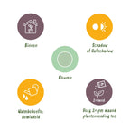 2× Aglaonema Silver Bay met mand – Ø17 cm, 70–75 cm hoog