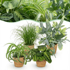 4× Maranta (plante prieuse) avec panier – Ø12 cm, 25 cm de haut