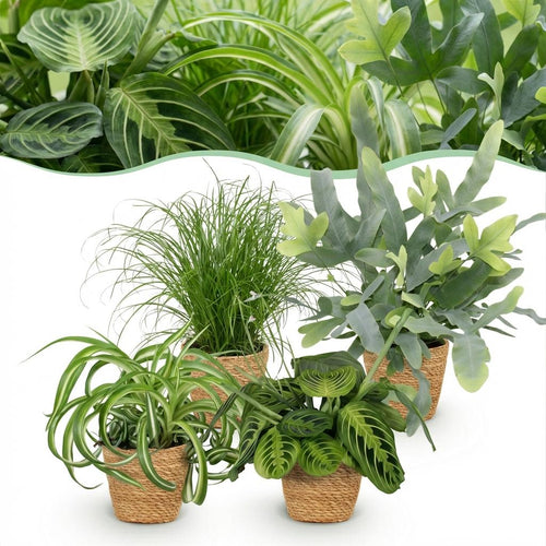 4× Maranta (gebedsplant) met mand – Ø12 cm, 25 cm hoog