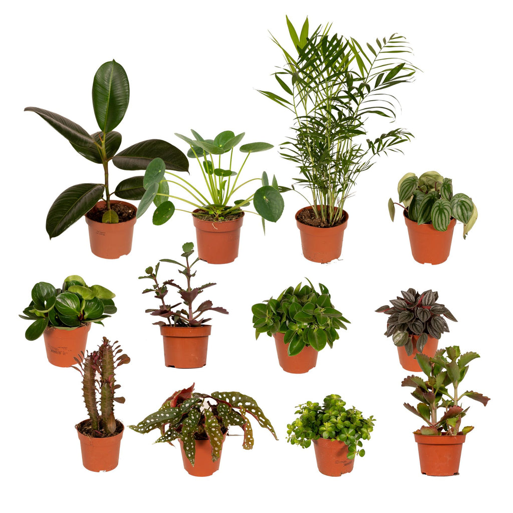 12× Plantenmix – Ø12 cm, 30 cm hoog