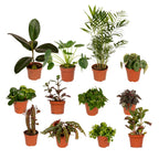 12× Plantenmix – Ø12 cm, 30 cm hoog