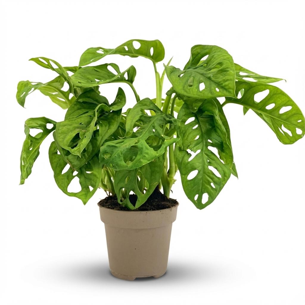 Monstera adansonii Monkey Mask (mini-monstera) – Ø12 cm, 25–35 cm hoog