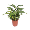 Alpinia Zerumbet Variegata (siergember) – Ø27 cm, 80 cm hoog