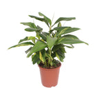 Alpinia Zerumbet Variegata (siergember) – Ø27 cm, 80 cm hoog