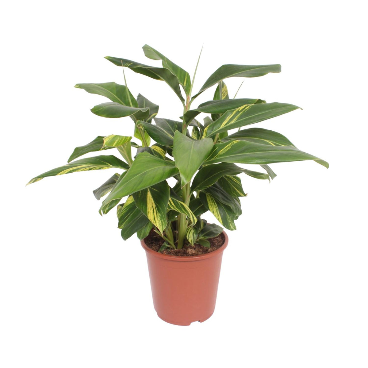 Alpinia Zerumbet Variegata (siergember) – Ø27 cm, 80 cm hoog