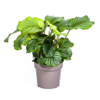 Calathea orbifolia – Ø27 cm, 70–90 cm hoog