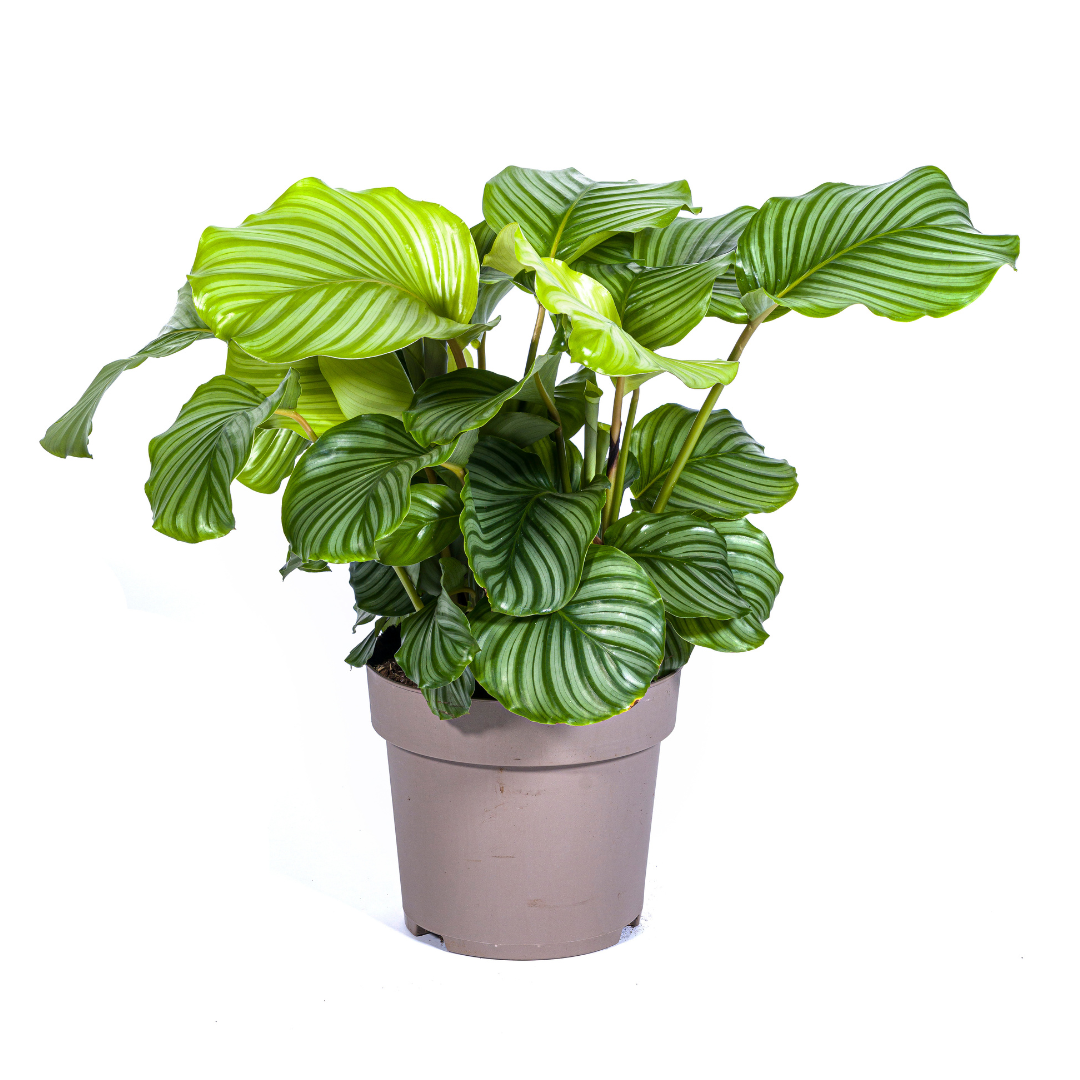 Calathea orbifolia – Ø27 cm, 70–90 cm høj
