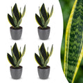 4× Sansevieria Future Superb (Bogenhanf) im grauen Pflanzgefäß von Potter – Ø 12 cm, 35 cm hoch