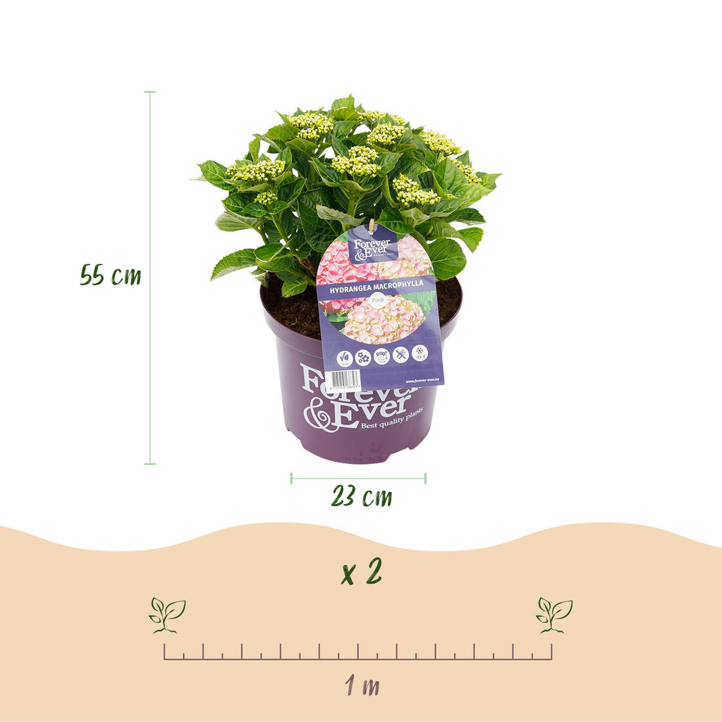 Hydrangea 'Forever &amp; Ever' (Hortensie) – rosa – 2 Pflanzen, Ø 23 cm, 55 cm hoch – Bild 3