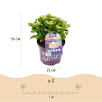 Hydrangea 'Forever & Ever' (Hortensie) – rosa – 2 Pflanzen, Ø 23 cm, 55 cm hoch