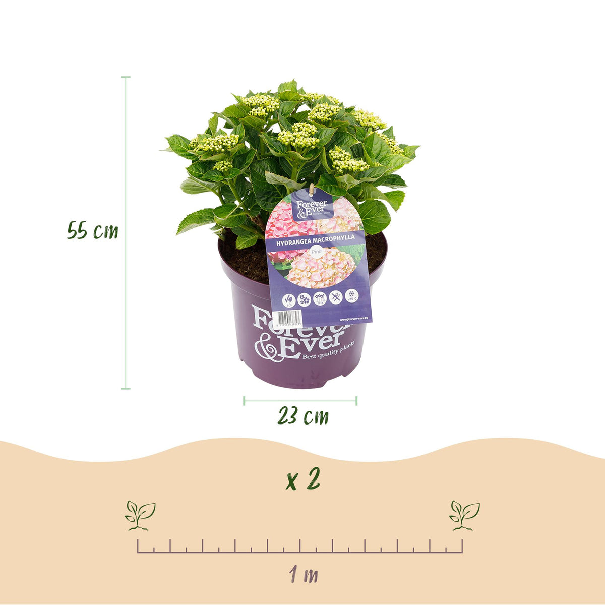 Hydrangea 'Forever & Ever' (hortensia) – roze – 2 planten, Ø23 cm, 55 cm hoog
