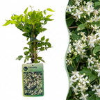 Clematis vitalba (bosrank) – wit – 4 planten, Ø9 cm, 35 cm hoog