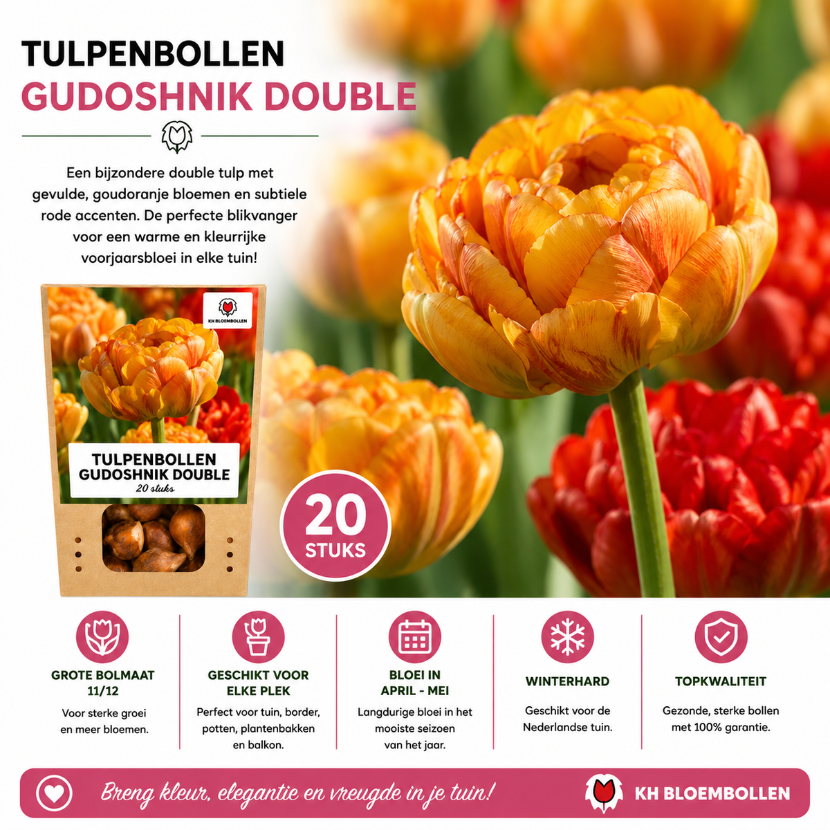 Tulipe 'Gudoshnik Double' – 20 bulbes (calibre 11/12)