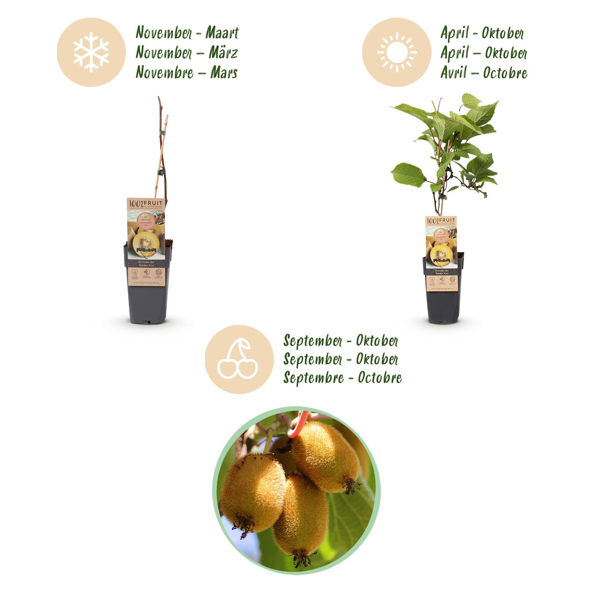 Actinidia 'Weiki & Golden Kiwi' (kiwiplant) (1 mannelijke + 1 vrouwelijke) – geel – 2 planten, Ø15 cm, 50 cm hoog