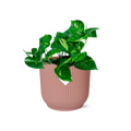 Epipremnum Pinnatum ‘Aureum’ en ELHO Vibes Fold 14 cm rose (scindapsus) – 20 cm de haut