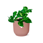 Epipremnum Pinnatum ‘Aureum’ en ELHO Vibes Fold 14 cm rose (scindapsus) – 20 cm de haut