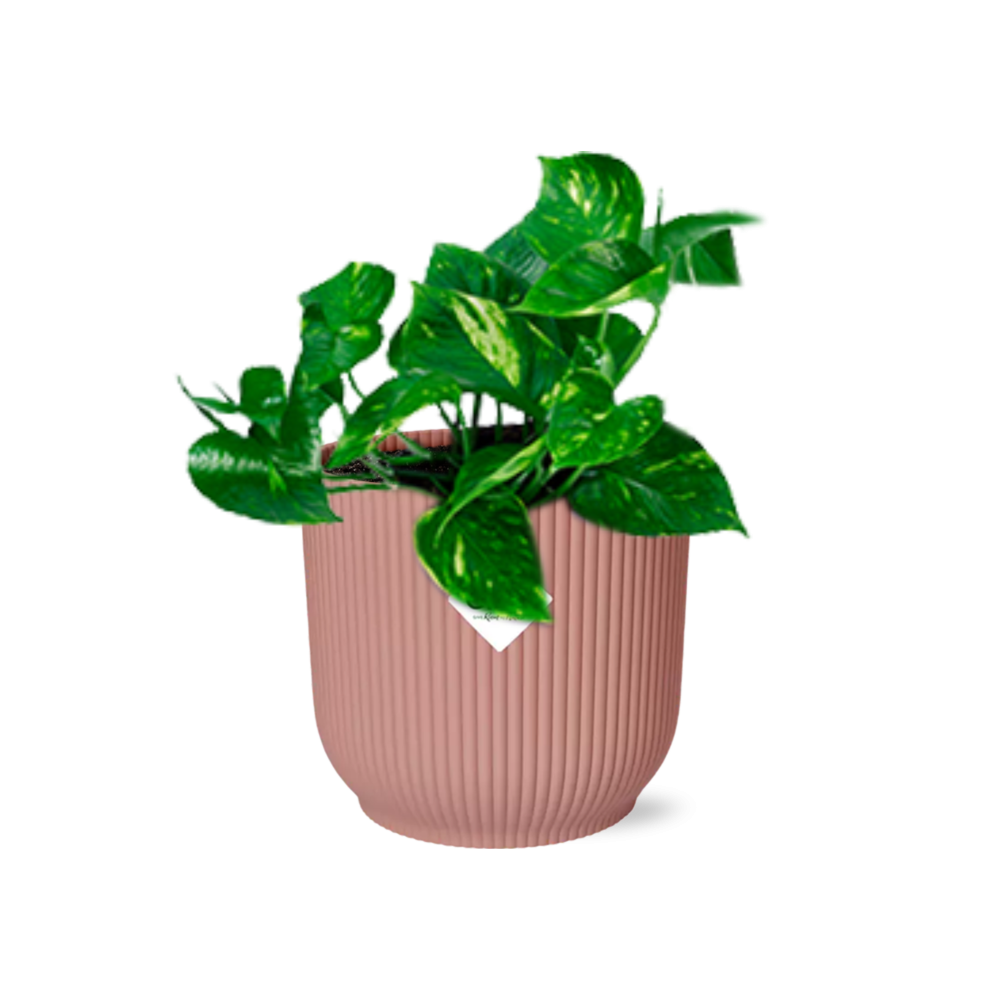 Epipremnum Pinnatum ‘Aureum’ i ELHO Vibes Fold 14 cm pink (scindapsus) – 20 cm høj