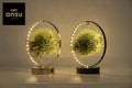 2× Tillandsia Led Edition Mix (luftplante) – Ø11 cm, 23 cm høj