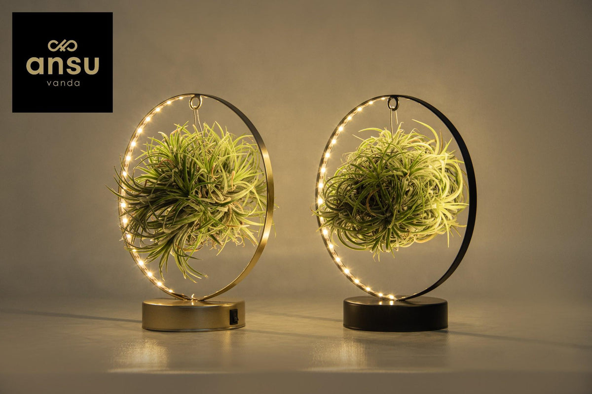 2× Tillandsia Led Edition Mix (luftplante) – Ø11 cm, 23 cm høj