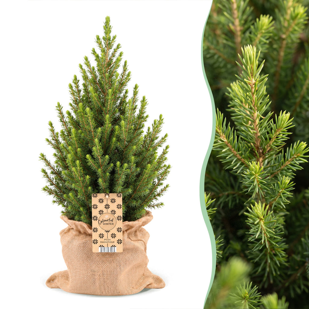 Picea glauca Conica (mini Christmas tree) in jute bag – Ø19 cm, 65 cm high