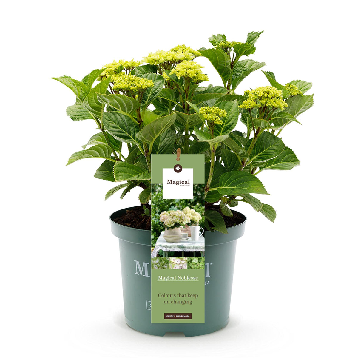 Hydrangea 'Magical Nobless' (Hortensie) – weiß – Ø 23 cm, 55 cm hoch – Bild 2