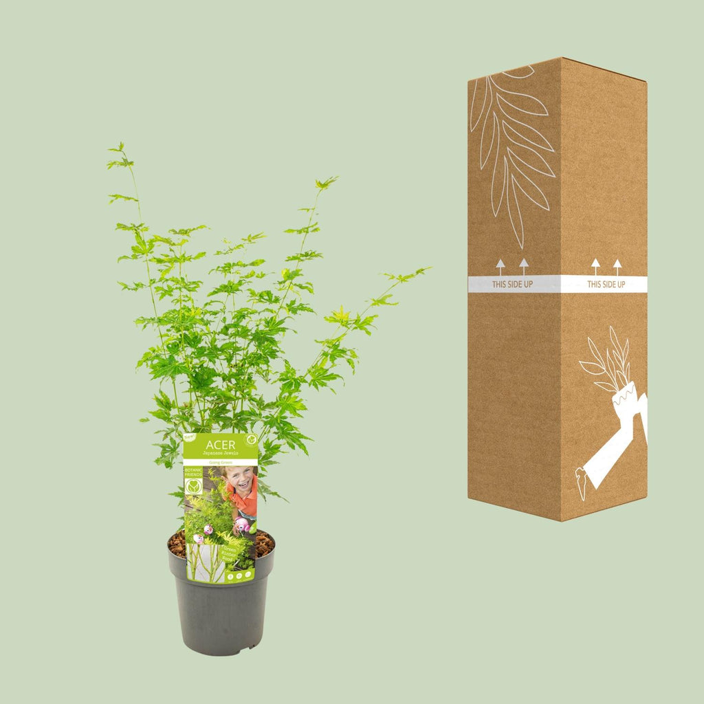 Acer palmatum 'Going Green' (Japanese maple) – Ø19 cm, 50 cm high – photo 8
