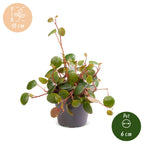 Peperomia Pepperspot – Ø6 cm, 10 cm de haut