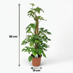 Monstera Minima (mini-monstera) – Ø19 cm, 90 cm høj