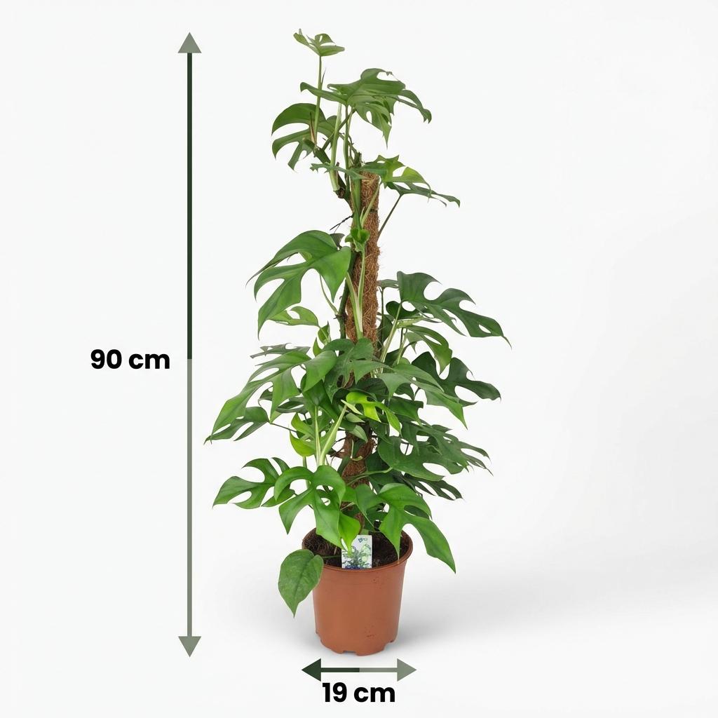 Monstera Minima (mini-monstera) – Ø19 cm, 90 cm høj – billede 5
