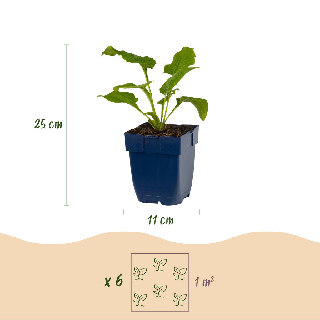 Echinacea purp. 'Alba' (échinacée) – blanc – Ø11 cm, 15–25 cm de haut – photo 3